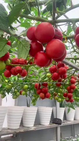 Giống cà chua bạch tuộc leo dàn là giống cây dễ sinh trưởng#cachuabachtuoc #hatgiong 