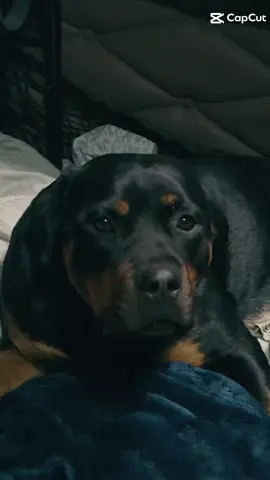 #CapCut #Rottweiler #foryou #puppy #viral #viralvideo 