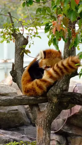 red panda huge his tail #redpanda #かわいい #adorable #fyp #asmr 