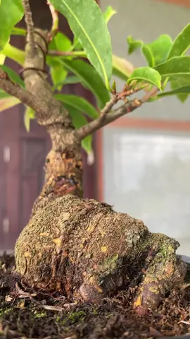 Gốc nhớt bonssai mini#maivangphicuong #maivangmiennam #maivangmiennam #maivanghongnhi #xuhuớng #maivang 