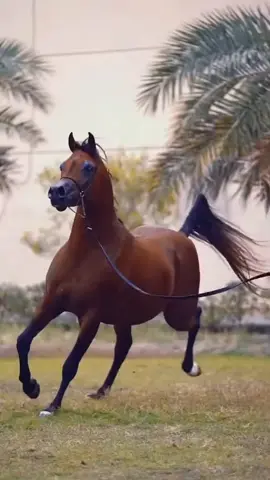 #الحصان_العربي_الاصيل_غزلان🎠 