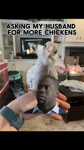 Once you start there is no stopping lol. Give me all the chickens 🤣🤣 #MemeCut #fyp #chicks #chickens #MomsofTikTok #farmtok #chicken #foryoupage #easteregger 