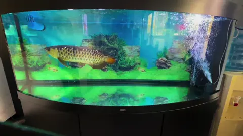 Beautiful moment 🐬💚