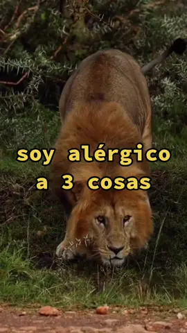 Soy alérgico a 3 cosas😏😉💋🥀😎👌#esmeparati #amorpropio♡ #motivacion #reflexion #frases #actitudpositiva #fyp #fypシ 