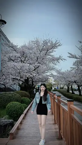 첫 벚꽃 시즌🌸#CapCut #xuhuong #duhocsinhhanquoc🇰🇷 #fypシ #73quangbinh 