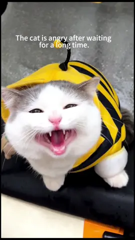 Cat: I see you clearly. You keep me waiting every time.#cutecat #catsoftiktok #cat #meow #angrycat #funnycat #fyp #funnyvideo 