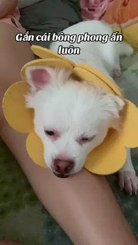 Tiktok của tui dạo này kiểuuuu #tieumodangyeu #pet #dog #cutedog #thucung #thucungvuinhon #funny #fyp 