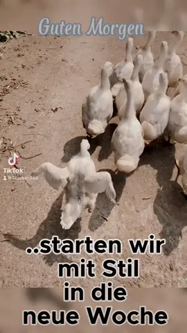 #montag#gutenmorgen#gutenwochenstart#spassmusssein#lustigevideos#humor#herzmensch#einfachmalanders#
