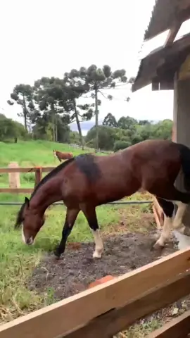 Cabanha CT Santa Cruz está com novidade nas cocheiras, vem visitar nosso espaço. WhatsApp 41988587980 @cabanhactsantacruz #boiadeira #lacador #cavalocrioulo #cocheira #cocheiras #cabanha #cancha #cavalgada #cavalos #cavalo #piquete #amoranimal #lovecavalo #horse #instagood 