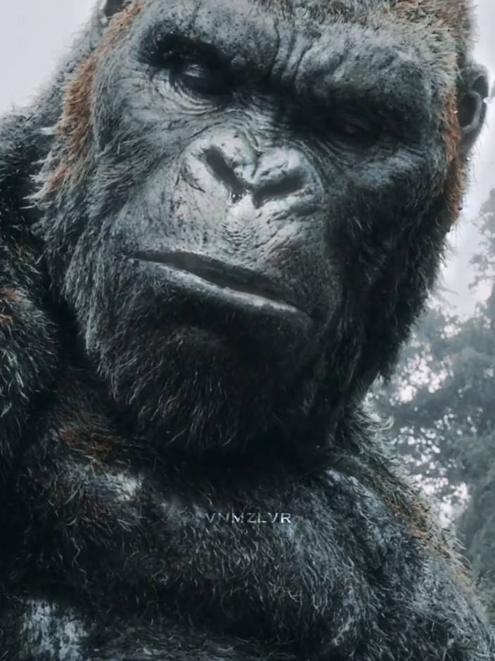 #KONG | smooth capcut velocity mmmmmmmm | #kongskullisland #kongskullisland2017 #kongskullislandedit #kong #kongedit #kingkong #kingkongedit #monsterverse #monsterverseedit #fyp #foryoupagе #xyzbca