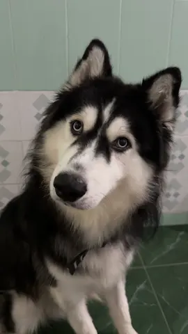 Gemes banget sih ini🐶🐾 #dogpranksound #siberianhusky #dogsoftiktok #husky #foryou 