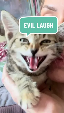 She’s plotting my downfall, I can feel it 🙀 #kitten #evillaugh @Humane Society of Charlotte 