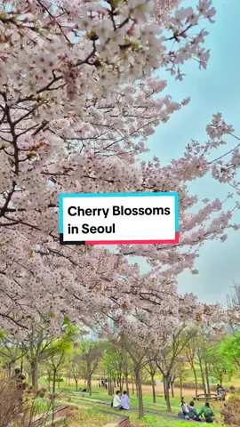 They already started to fall 💔  #cherryblossom #korea #seoul #yeouido #southkorea #pinkaesthetic #spring #fyp #foryourpage 