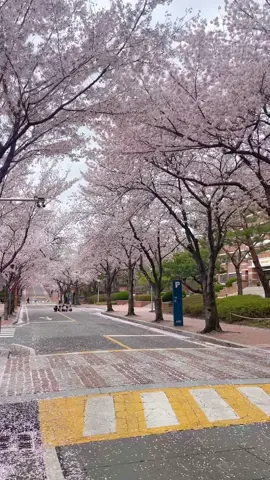 Hàn Quốc mùa hoa anh đào nè mn ơiii ~~Đẹp xỉuuu  #한국 #벚꽃 