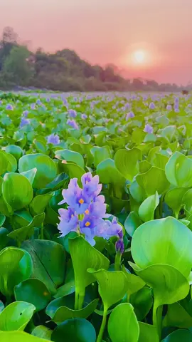 Hoa Lục Bình Long An, một dòng sông hoa lục bình mê quá là mê #hoalucbinh #longan #canhdepmientay 