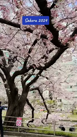 #trending #fortoupage #fyp #capcut 