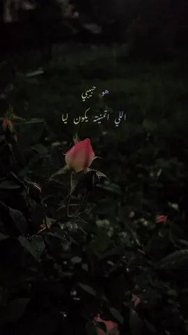 شفت الدنيا علي أيديه وبخاف من قلبي عليه  وشايلني جوه عنيه  اكتر ما انا كنت اتمني  كل اللي انا بتمناه  افضل طول عمري معاه  ده انا احساسي ف دنياه  ايامي عيشاها ف جنة  هو حبيبي اللي اتمنيته يكون ليــا  كل ما فيه اجمل م الدنيا دي ف عنيـا  و وجوده معايا في عمري دا احلي هديه  نساني ايام كانت فعلا صعبه عليــا . . . #اصالة_نصري #هو_حبيبي #اصاله #احمد_الجندي #مدين #اصاله_نصري  #احمد_عبد_السلام #تصاميم_اغاني   #شفت_الدنيا_على_ايديه #assala #اغاني_رومانسية #اغاني_عربيه 