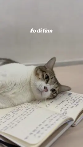 Quá mệt mỏi... éo đi nàm lữa #thuithomtho #catsoftiktok #cat #meo #meow #meocute #meohaihuoc #meodethuong #meohaihuoc #meocon #trending 
