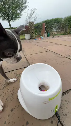 Kevins favourite toy 😂 #bostonterrier #dog 