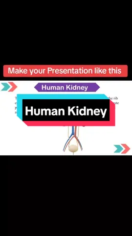 Human kidney it's structure and function with animation #powerpoint#medical #kidney #foryou #googleslides #ppt #powerpointpresentation 