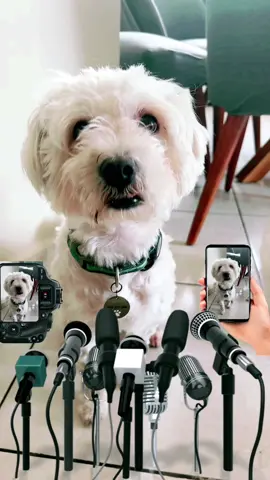 Soltero dice #perrostiktokers #bichonmaltese #perrostiktok #perrito #fypシ゚viral #lucas #parati 