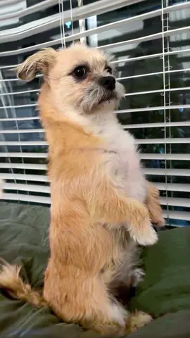 funny dogs Comp 🤣🐶 episode 234 #funny #pet #animals #funnyanimals #fyp #foryou #dog #dogsoftiktok #funnyvideos #🤣🤣🤣 #dogtok #funnydog 