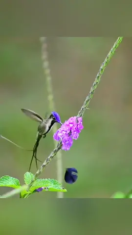 hummingbird eats nectar#birddaily #Wild #flowers #birdwatching 