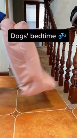 #dogsoftiktok #pets #PetsOfTikTok #goldenretriever #fyp 