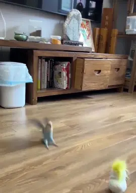 Bro, let's play together!🦜#parrot #parrots #parrotsoftiktok #parrotslover #parrotlove #parrotsworld #pet #pets #PetsOfTikTok #petslover 