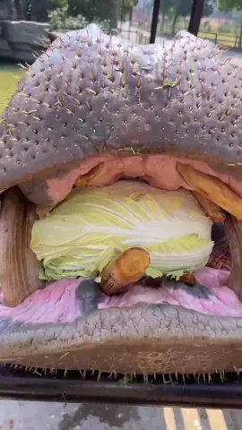 Raw Fruits Feeding ASMR. #rawfeeding #rawfood #hippo #asmr #foryou #foryoupage #uktiktok #viralmyvideo #unfreezemyacount #animal 