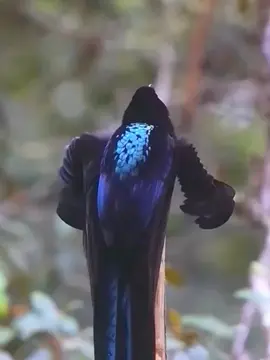 Beautiful Bird of Paradise #BlackSicklebill #magnificentbirdofparadise  #BirdofParadise #Beautifulbird #WestPapua #birdlife #longervideos #birdnature #wildbird #wildbirdsvideo #birdvideos #birdvideography #birdschannel #birddaily #birdoftiktok #Bird #Birdslove #longervideosontiktok