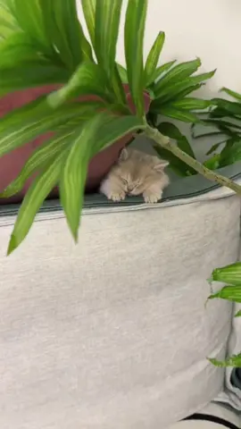 #foryou #cat #catlover #petlover #catsoftiktok #cattoks #catstiktok  #foryoupage #petsupplies #cat #cute #sweet #haha #funny #clever #lmao #fypシ