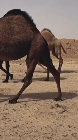 #اكسبلور #explore #الوضح_عطايا_الله #الصيف_الاخير #شعتني_علوم_الصيف #عتيبه_الهيلا #اكسبلور_تيك_توك #شديد_البدو #الشعب_الصيني_ماله_حل😂😂 #الجنوب 