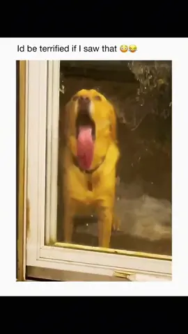 Funny and cute dogs compilation 🤣  #funnydog #funnypet #cutedog #dogoftiktok #doglover #dogs 