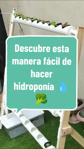 haz esta idea de hidroponía en tu casa y tendrás tus propias verduras 🥦💧🏡 #hidroponia #huertaorganica #cultivoencasa #hydroponics #cultivo #alimentacionsaludable #agriculture #huerta #verduras 