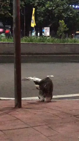 🙂🙂#fy #fyp #vibes #fypシ  