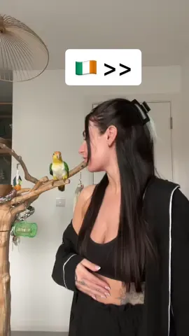 All the birds love an irish bop 🦜 #ireland #irish #simmerdown #music #irishrap #nigall 