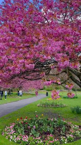 Beautiful Spring day in England 🌷🌿🌸 🎞️ @huyenjamin____hailwood  📌 Save for your travels to England 🏴󠁧󠁢󠁥󠁮󠁧󠁿  📍In Swindon, the Town Gardens are famous for being a picturesque green space in the heart of the town.  #springgarden #calmness #happyplace #lovelife #lifeisbeautiful #wow  #england  #springflowers #flowerpower #cherryblossom #cherryblossoms  #flower #photooftheday #flowerslovers #beautiful #tulip #naturephotography  #beauty #beautifuldestinations #englishgarden #naturelovers #flowergarden #spring #springstyle #flowers #visitbritain #photosofbritain  