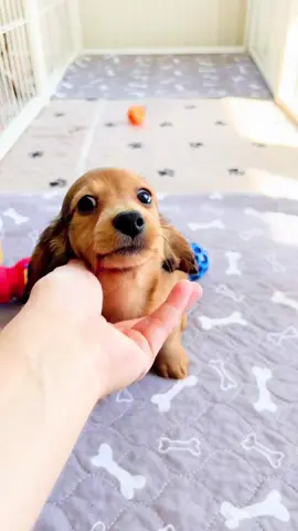 Oh silly Tilly Billy 🙃  #dachshund #miniaturedachshund #dachshundsoftiktok #longhairdachshund #sausagedog #miniaturedachshunds #dogsoftiktok #dachshund #doxie  #shadedreddachshund