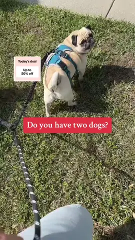 If you have two dogs you need to see this! Gamechanger for walking my pugs!#LIVEhighlights #TikTokLIVE #LIVE #musthave #fyp #pugs #dog #dogmusthave #bestdogleash #iyoshopdualdogleash #dualdogleash 