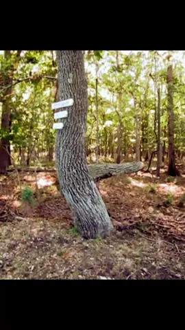The wonders of nature 🌞 #Ridiculousness #funny #nature #hike 