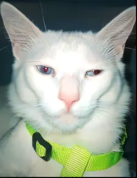 cats mewing #cat #mewing #catedit #edit 