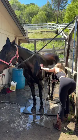 Qh love 🐴 #quarterhorse #aqha #eclipse #solareclipse #fyp #california #modeling #foryoupage #to #jojosiwa #vivamexico #tiktokrizzparty #horsegirl #parati 