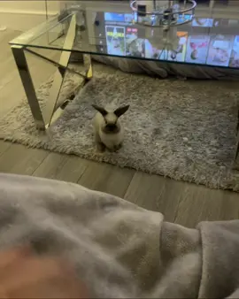 That little jump🤣🐰 #fyp #foryoupage #bunny #minilop #bunniesoftiktok #luna #bunnytok #bunnylove #rabbit #rabbitsoftiktok #bunnies #cute #PetsOfTikTok 