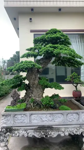 #xuhuong chia sẻ mọi người một tác phẩm duối dáng lão quá đẳng cấp #bonsai  @Ngô Tiến 