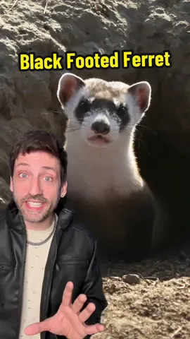 This ferret is a villain 👀 #blackfootedferret 