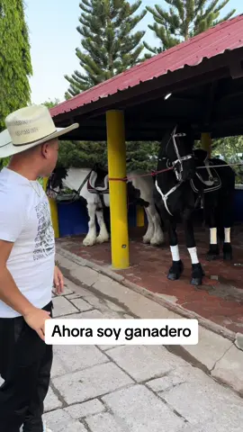Alquiler de caballos para hipicas 88358733 @Jose Luis Lainez #criaderoloscerritos🇳🇮 #caballos #nicaragua 