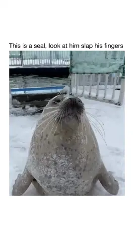 😂❤️ #animals 