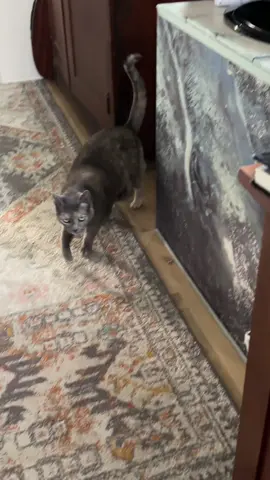 Hazel wants my attention 💀 #catsoftiktok #foryoupage #fyp #cats 