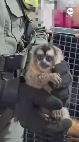 Authorities in Argentina say they found five monkeys — four Capuchin and one Marikina — hidden under the passenger seat of a truck driven by alleged wildlife smugglers. The primates were taken to a local nature reserve for recovery care, police said.